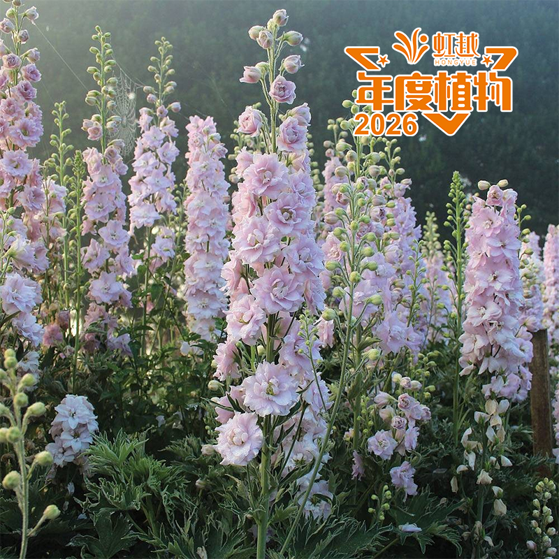 虹越?大花飛燕草‘天使’