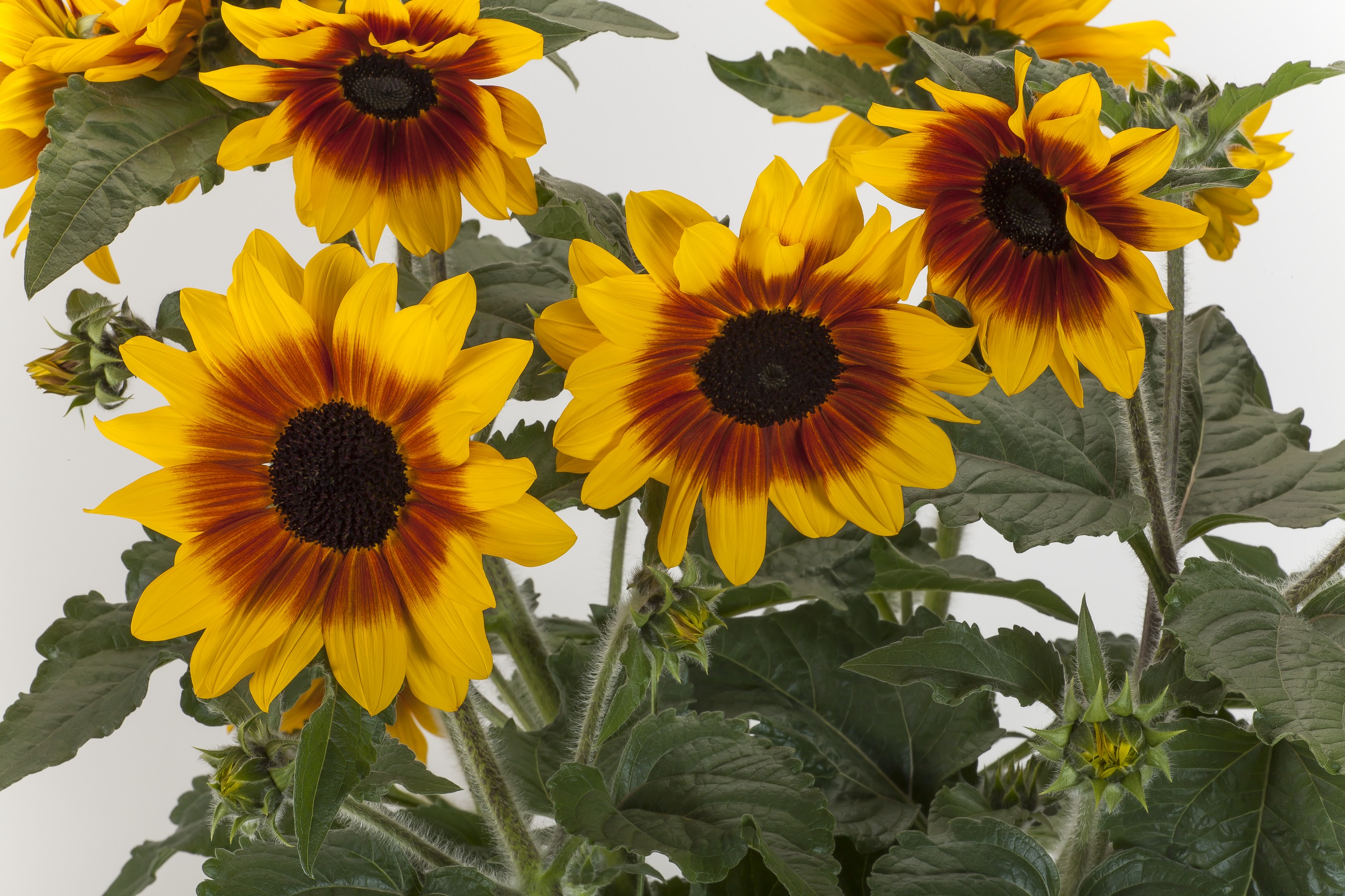 1622425484675245.jpg 向日葵 無(wú)限陽(yáng)光 黃花紅暈 1.jpg