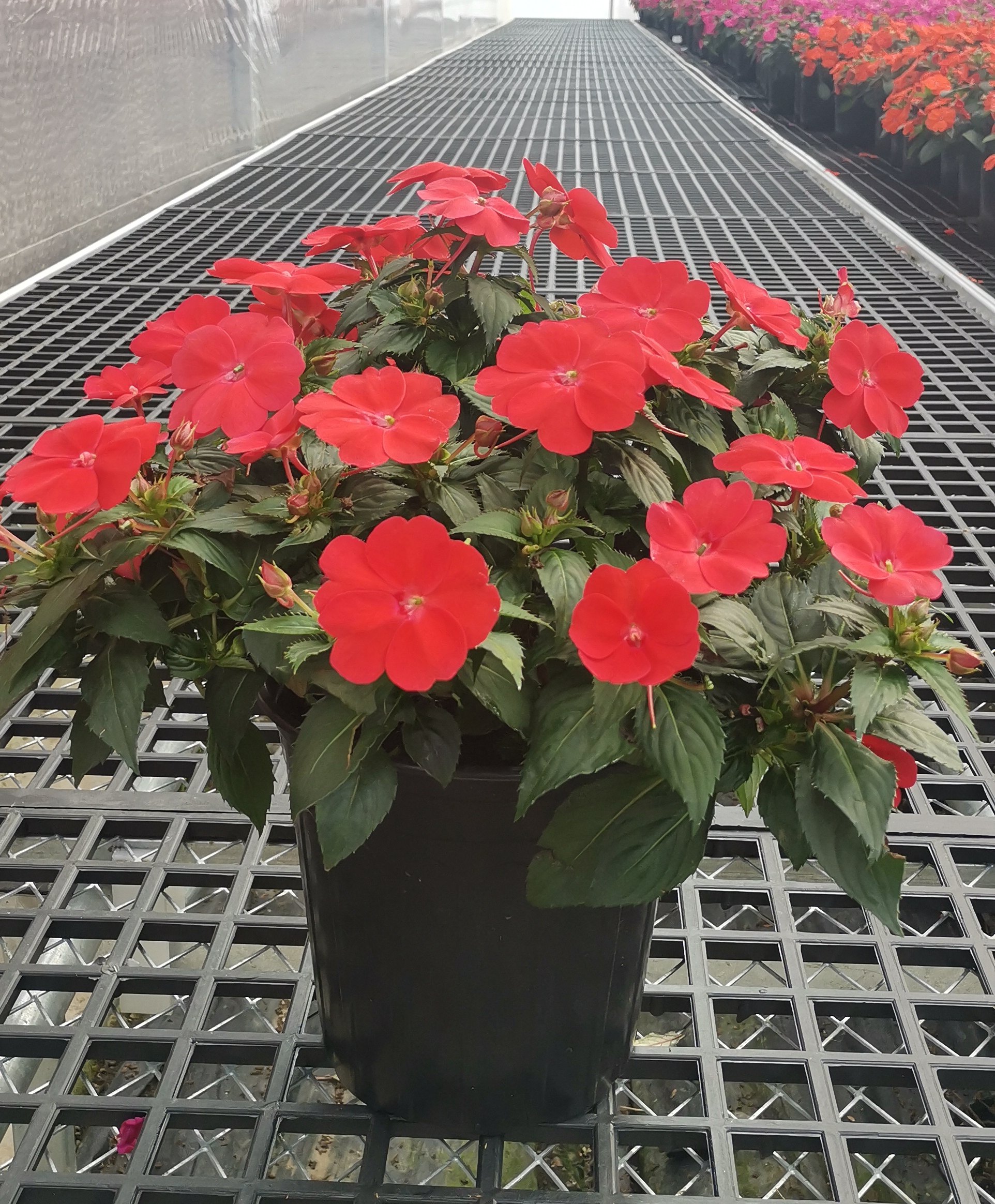 1622426003829536.jpg 9桑蓓斯猩紅色248.jpg