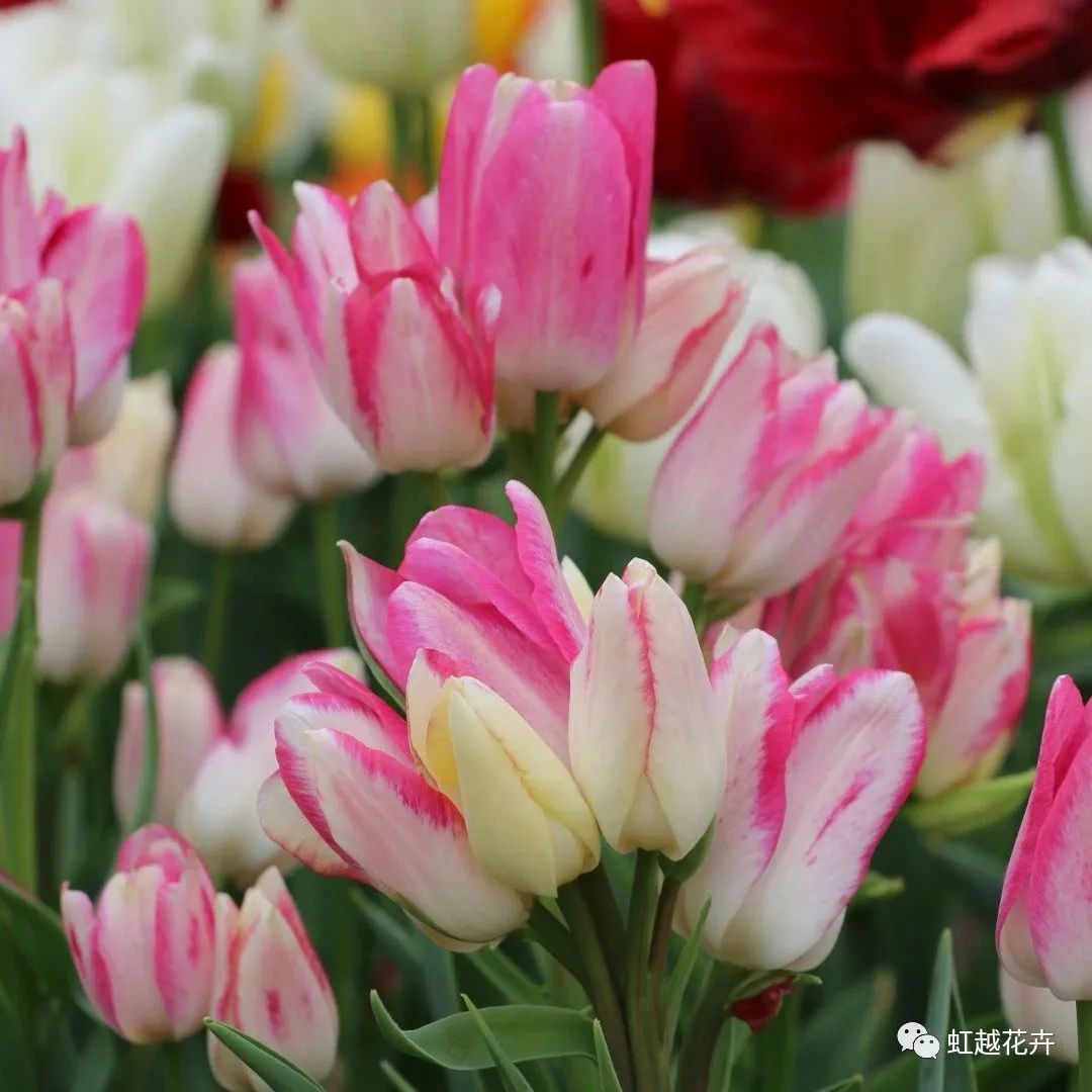 1705892697658054.jpg 8502f85e54e987a7d5d057b837e1560b.jpg