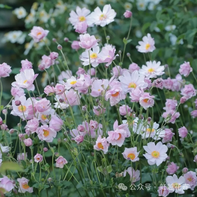 1705975503253938.png 640 (1).png